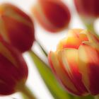 Tulpen