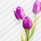 Tulpen