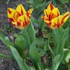 Tulpen