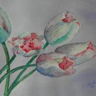 Tulpen