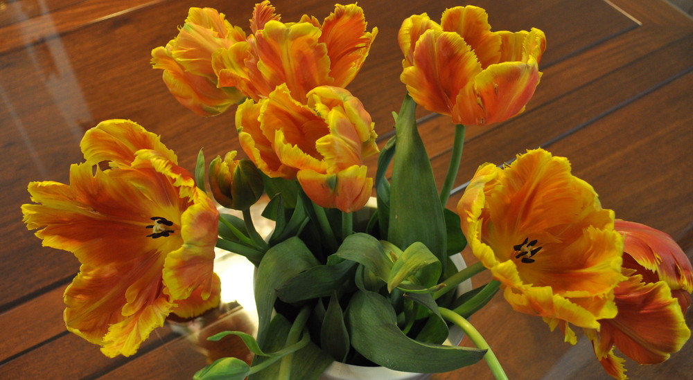 Tulpen