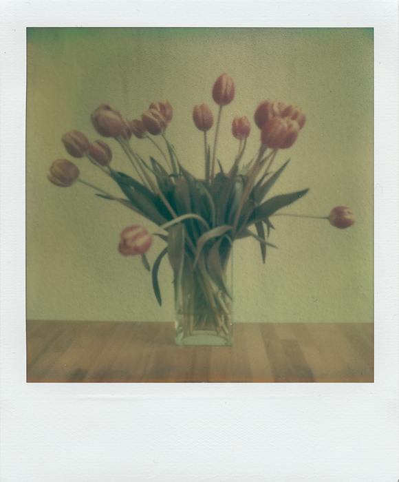 Tulpen