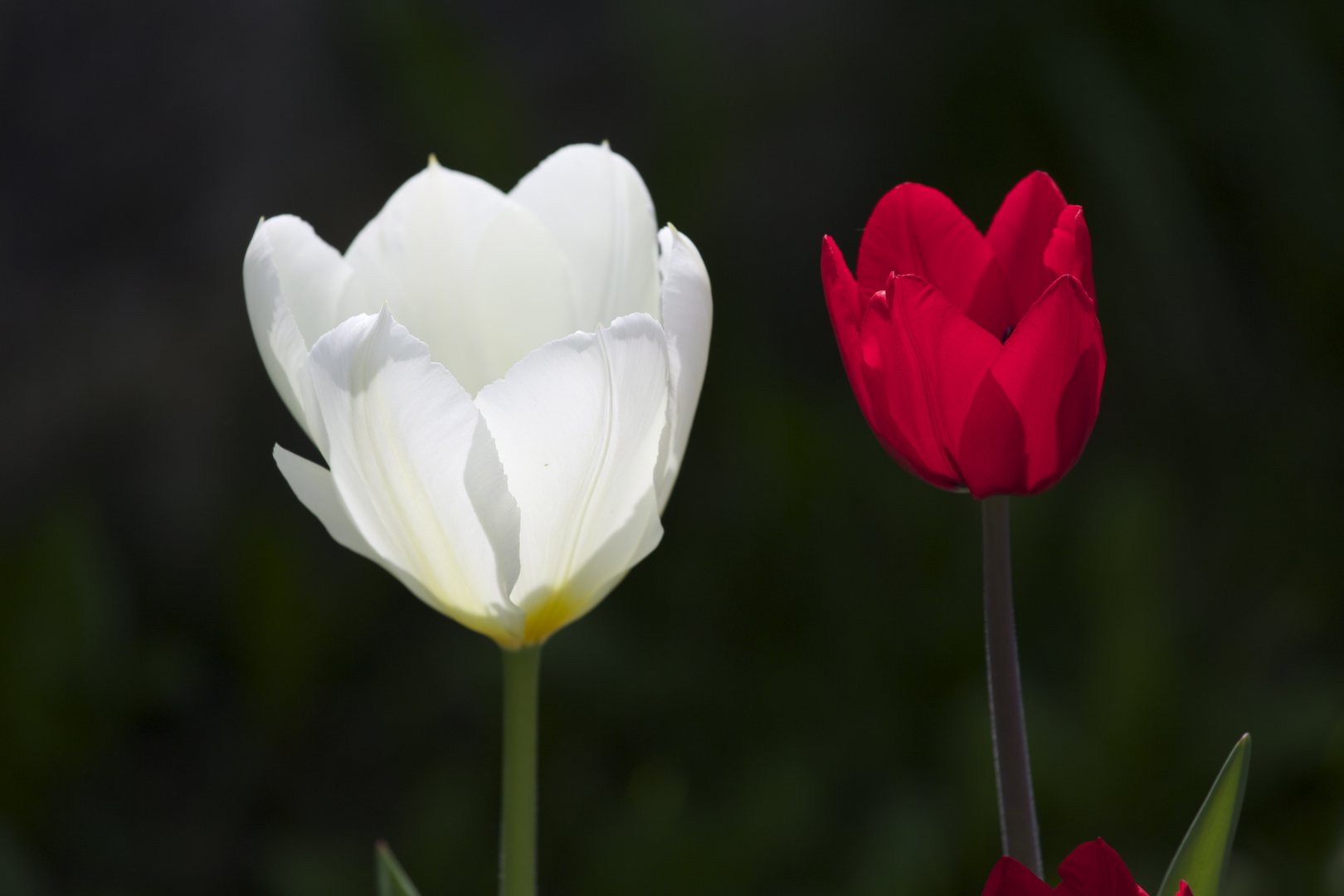 Tulpen