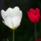 Tulpen