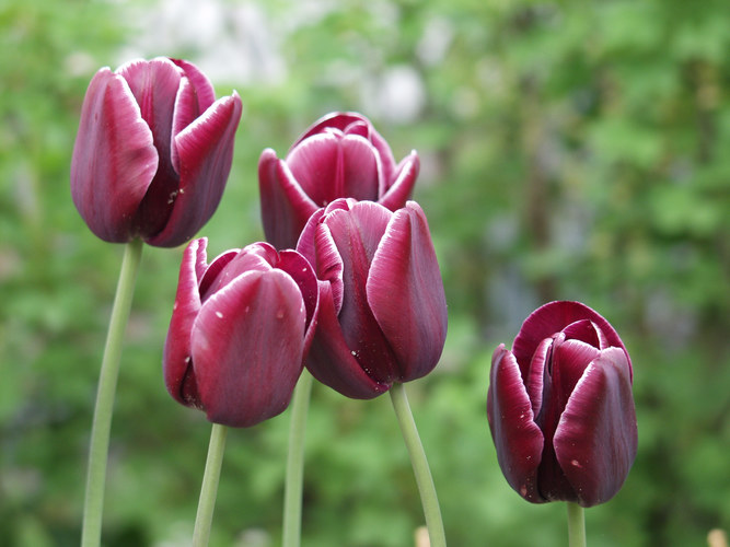 Tulpen