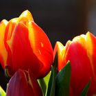 Tulpen