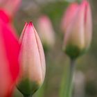 Tulpen