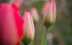 Tulpen