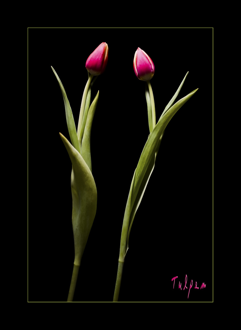 Tulpen