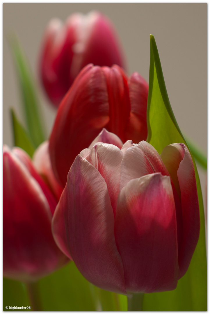 Tulpen