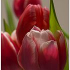 Tulpen