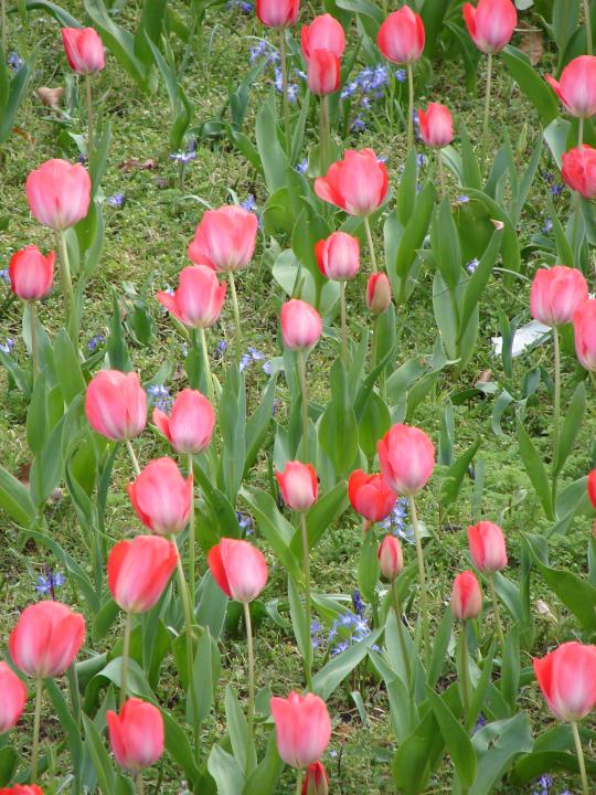 Tulpen