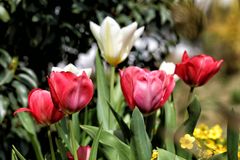 Tulpen ...