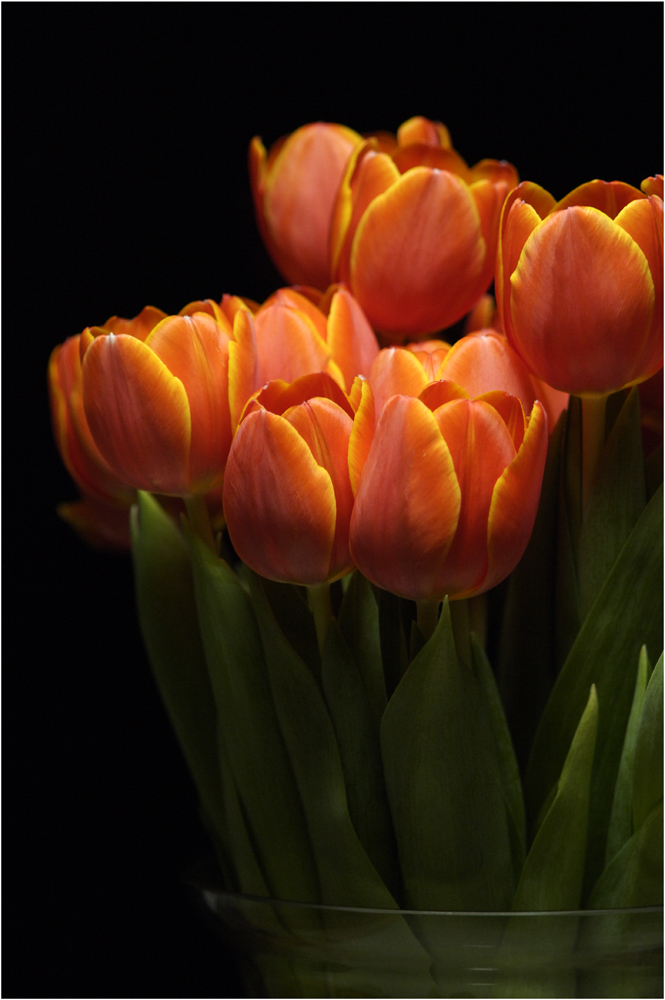 Tulpen