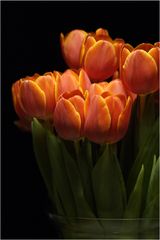 Tulpen