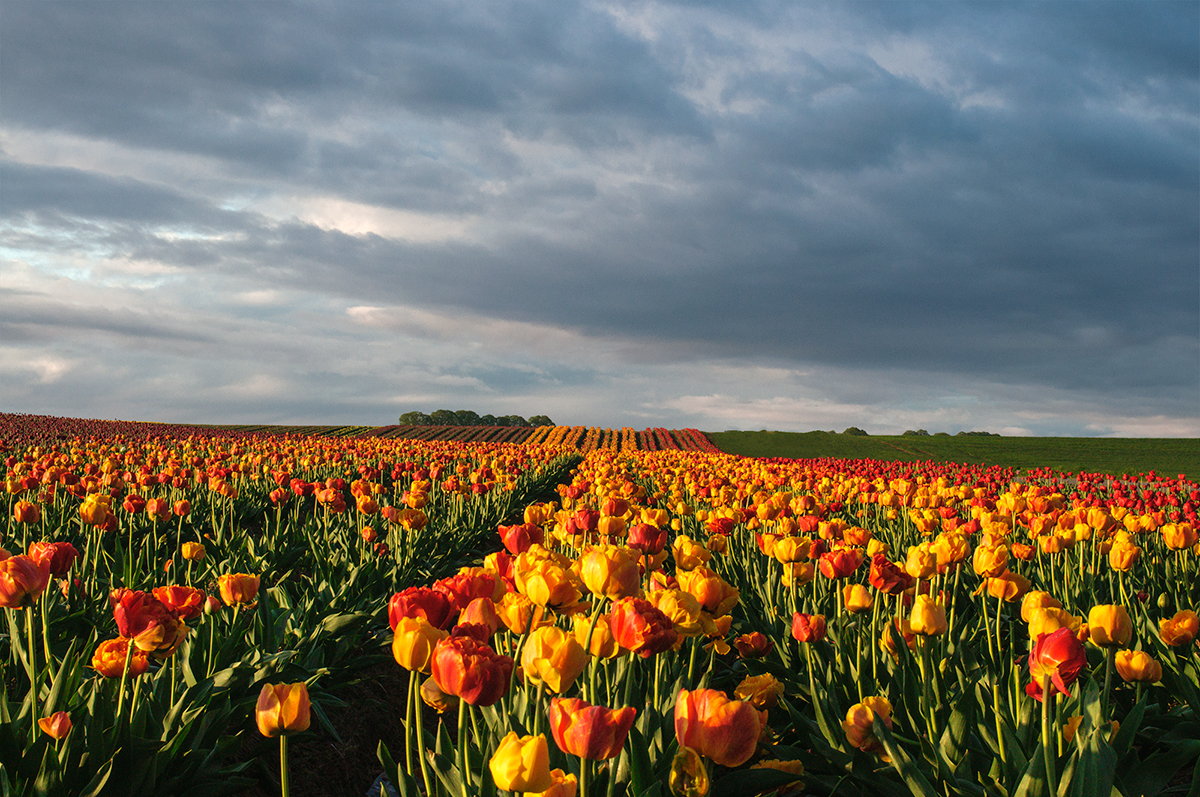 Tulpen