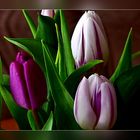 Tulpen . . . .