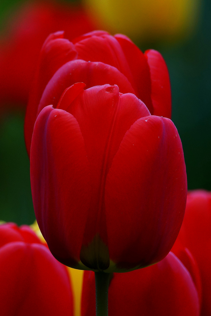 Tulpen.