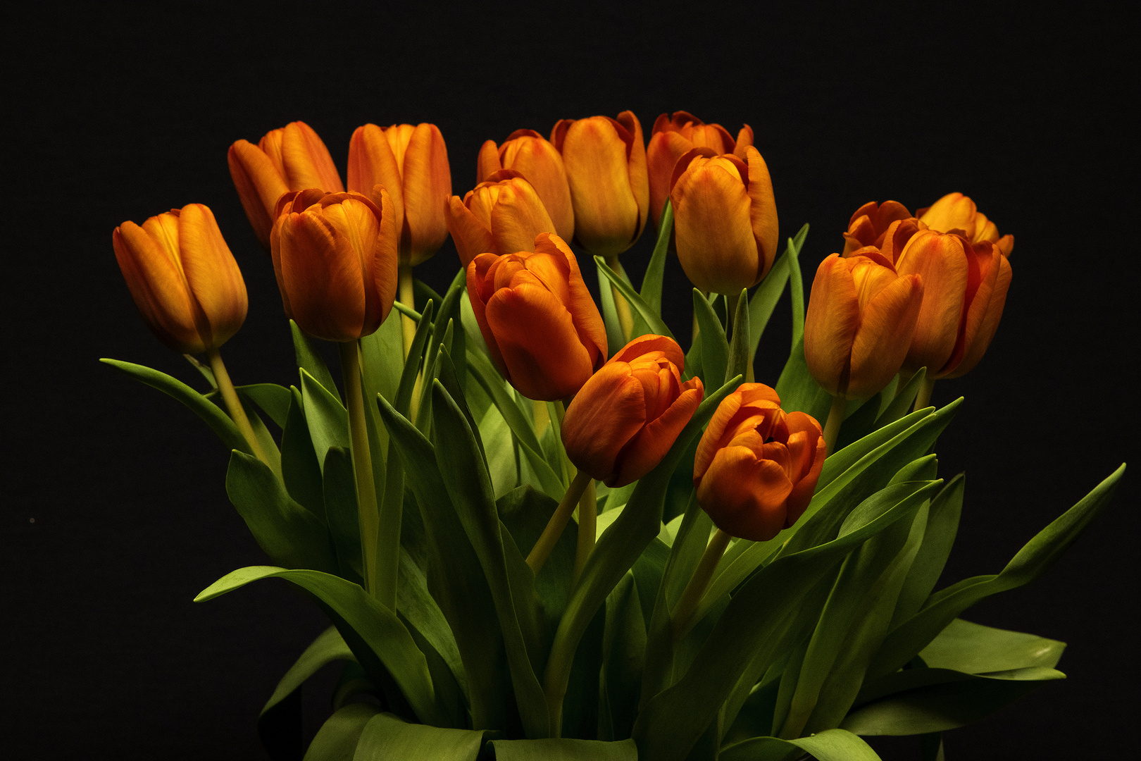 Tulpen