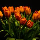 Tulpen