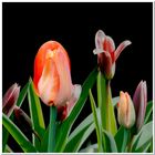 Tulpen