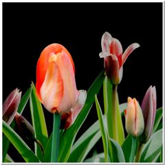 Tulpen