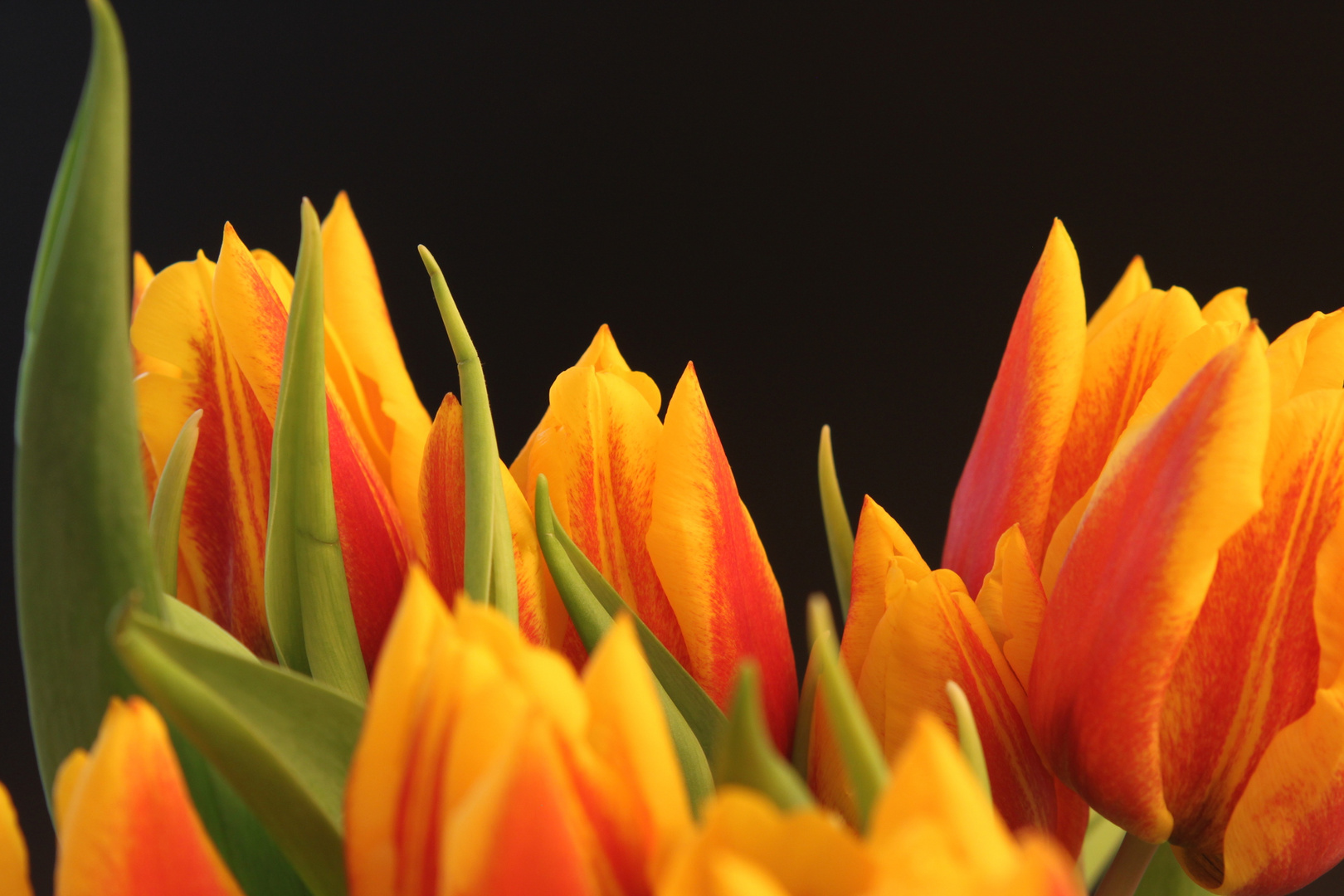 Tulpen