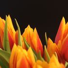 Tulpen