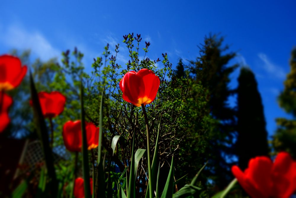 Tulpen Farben & Formen