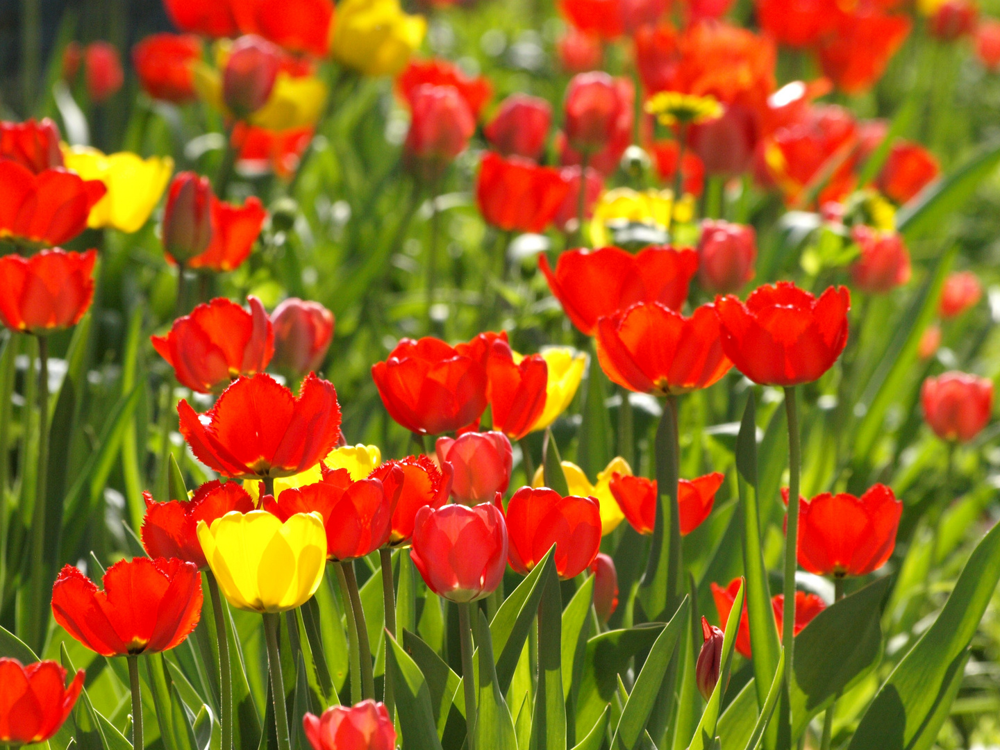 Tulpen-Farben-Pracht