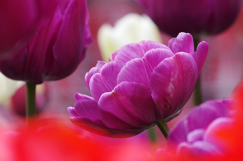 Tulpen Farbenpracht