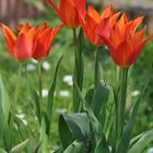 Tulpen