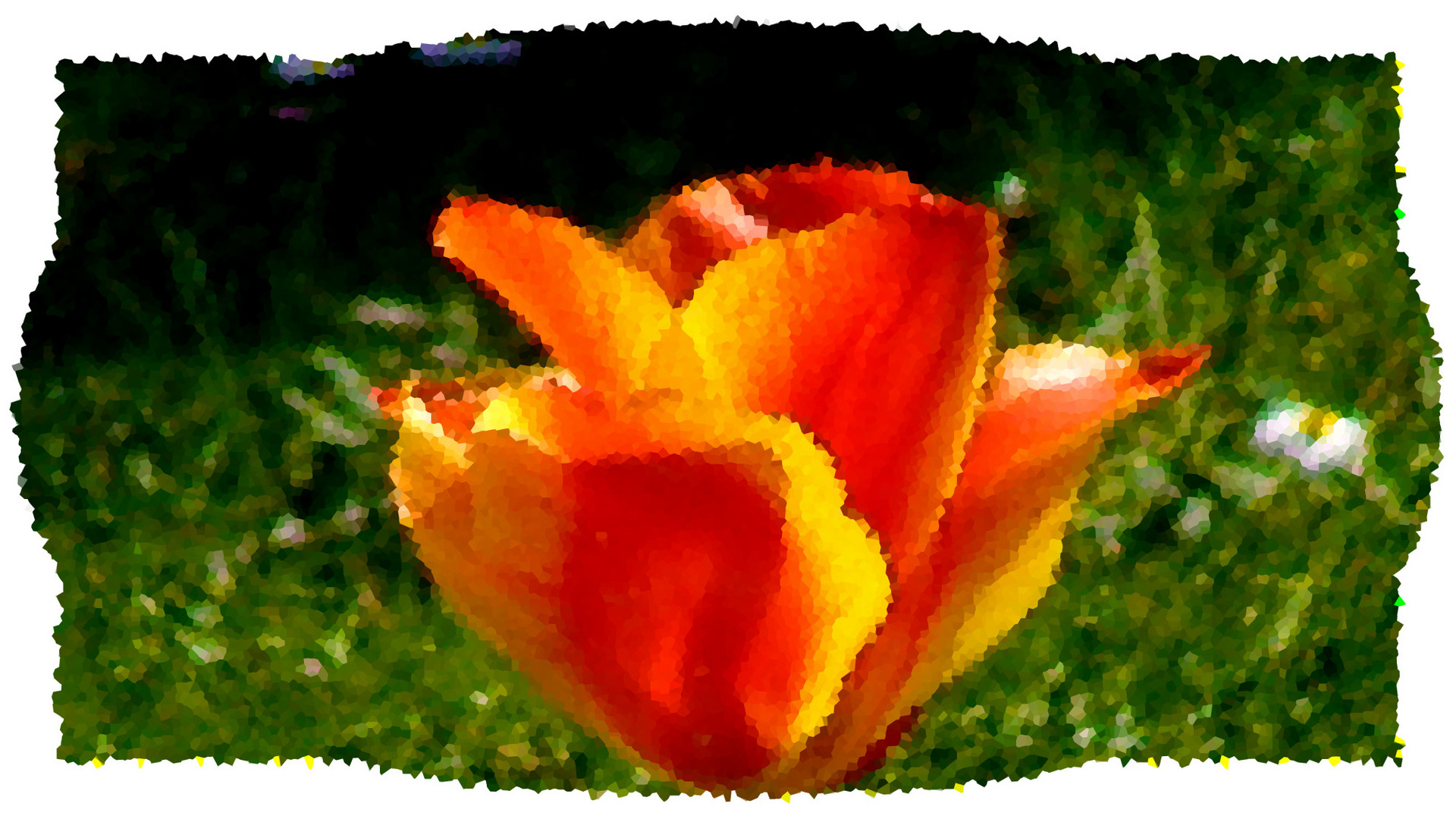 Tulpen