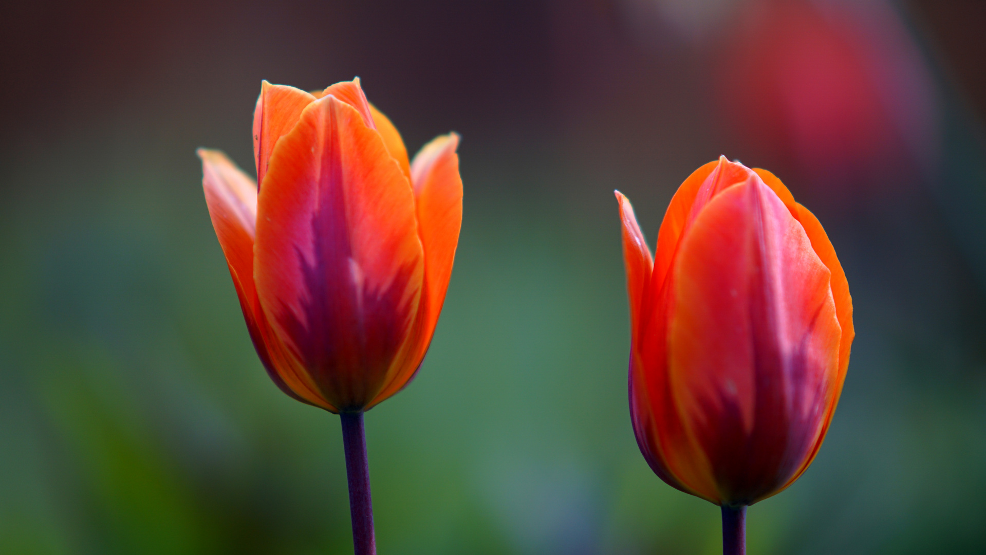 Tulpen 