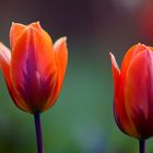 Tulpen 