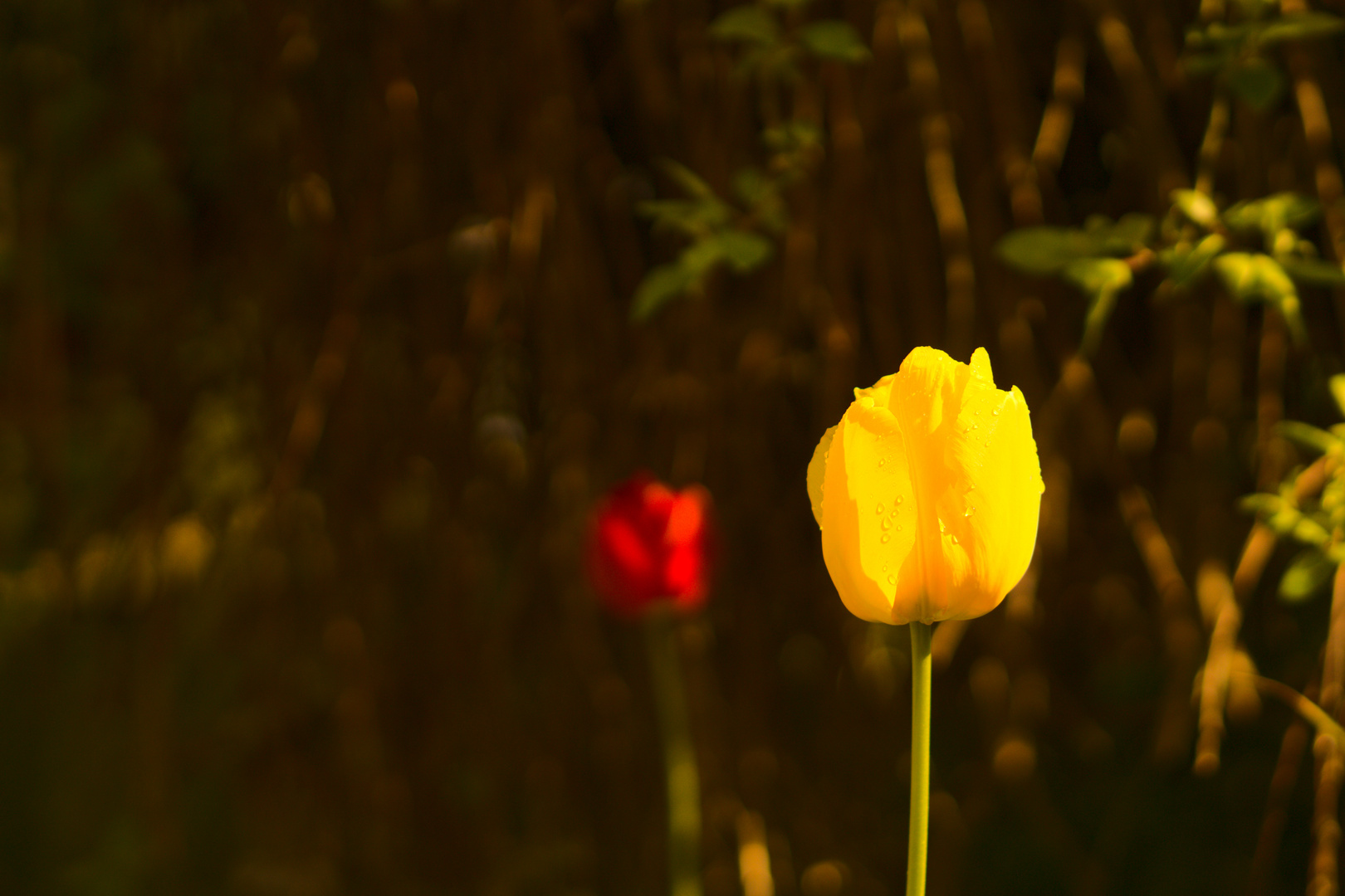 Tulpen