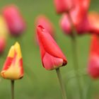 Tulpen