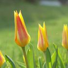 Tulpen