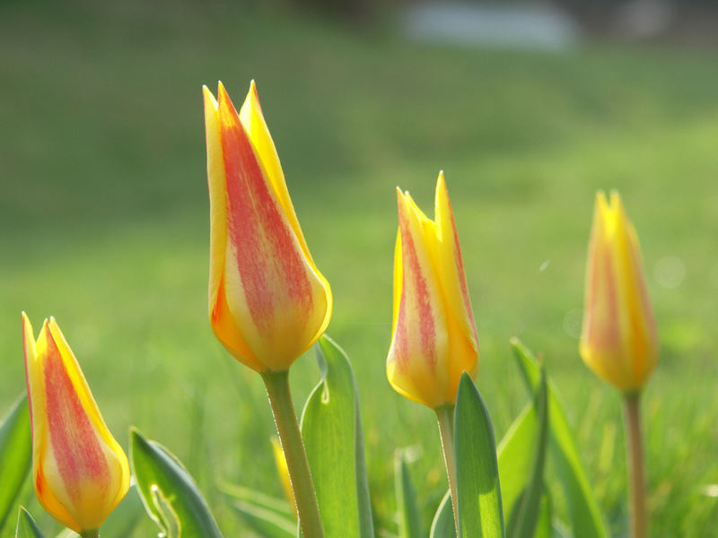 Tulpen