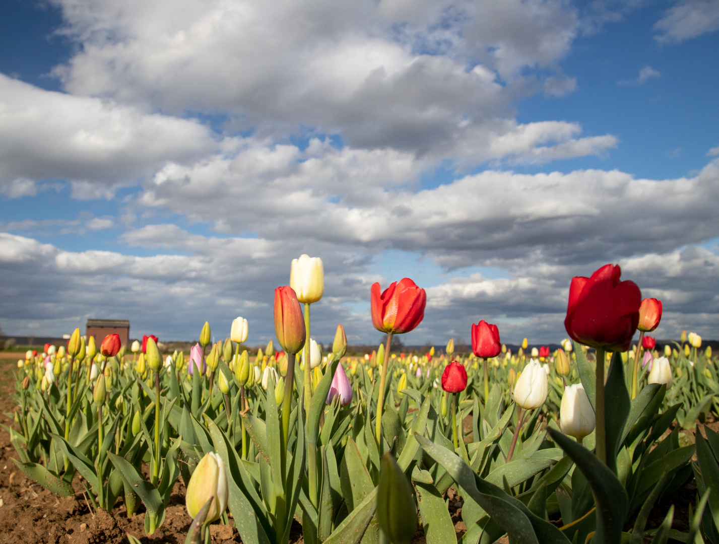 Tulpen