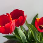 Tulpen