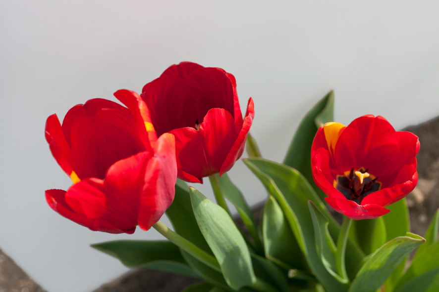 Tulpen