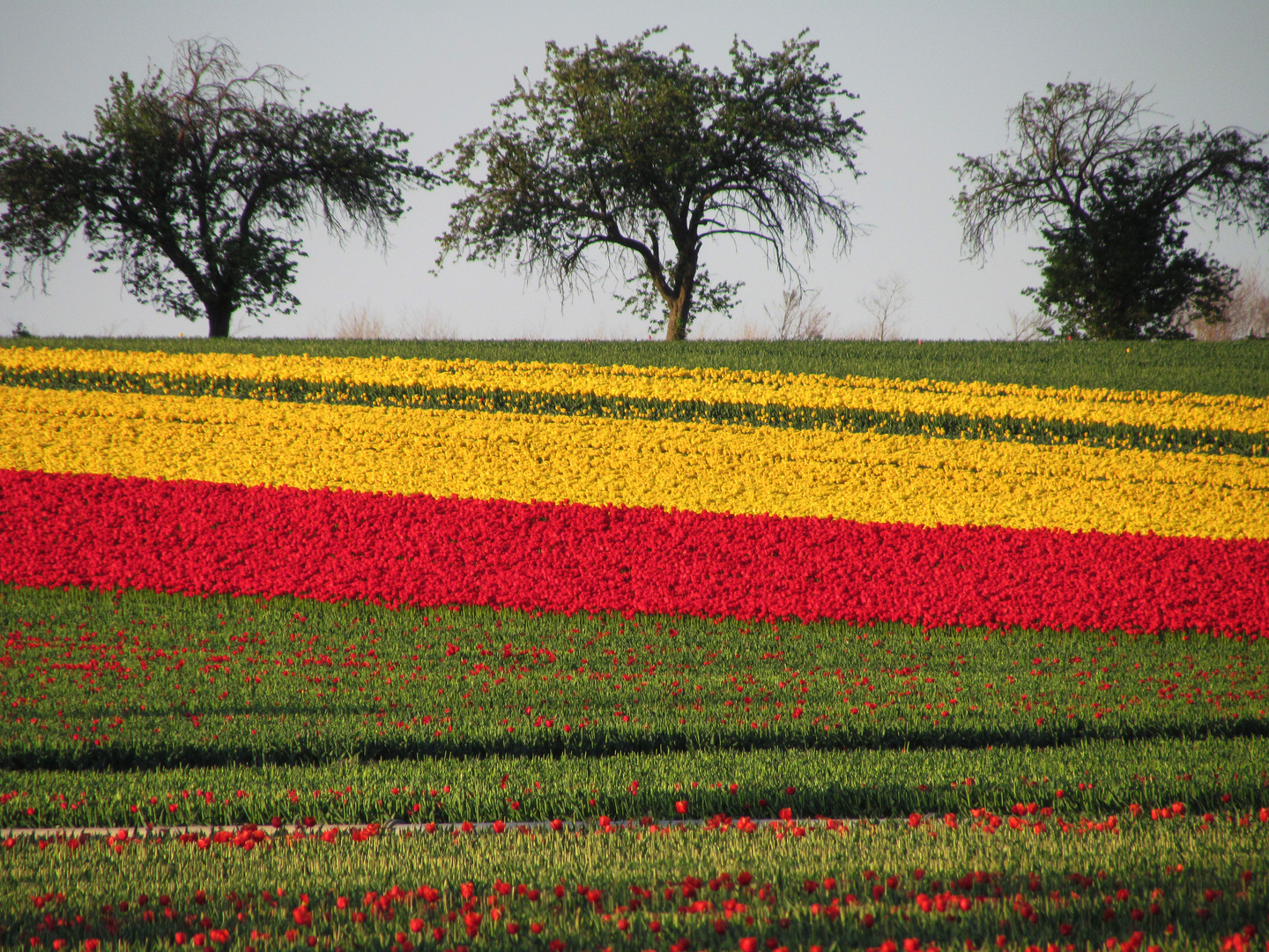 Tulpen-Feld