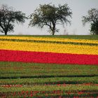 Tulpen-Feld