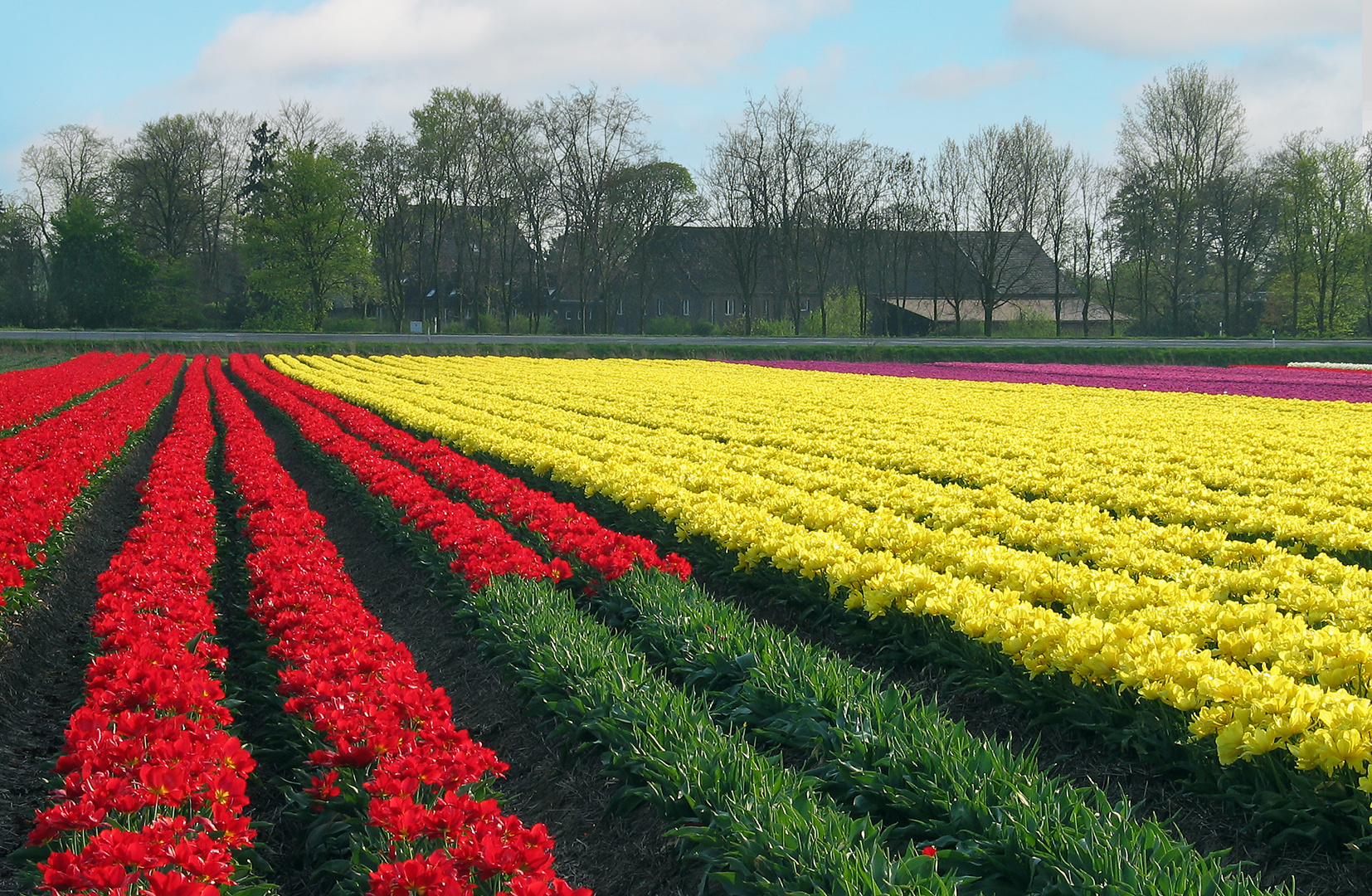 Tulpen-Felder