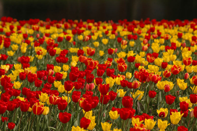 Tulpen-Fest