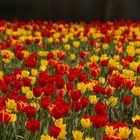 Tulpen-Fest