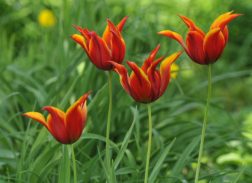 Tulpen – Feuer 01