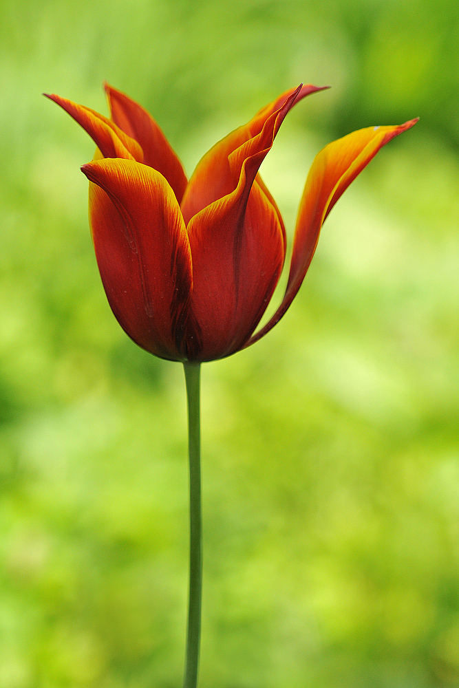 Tulpen – Feuer 02