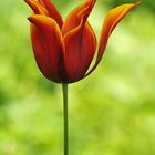 Tulpen – Feuer 02